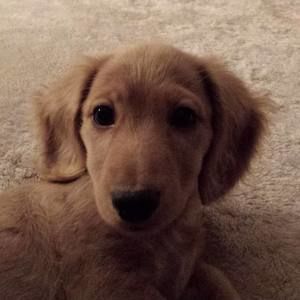 Meet your Posher, Ronda